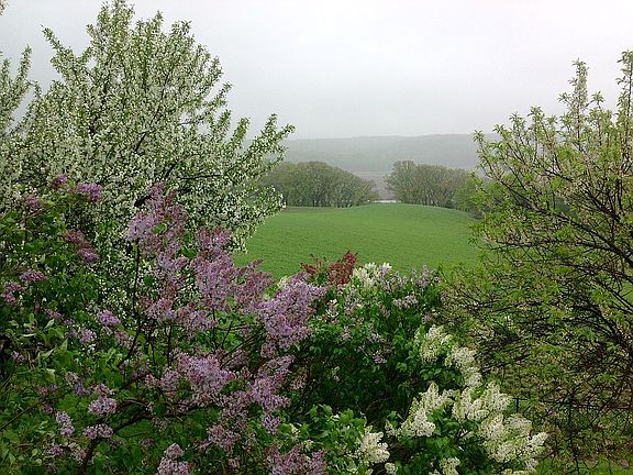 Springtime Lilacs from MBR