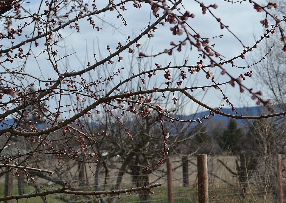 fruit trees