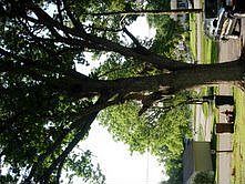 Huge Beautiful Oak Summer '07