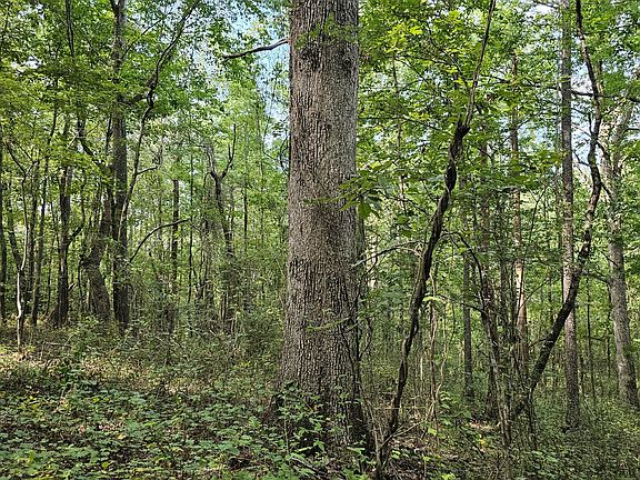 Some of the white oaks on this property are massive!  This one was 32" in diameter at 4.5 feet off the ground.