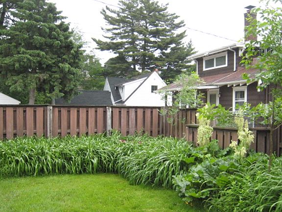back yard with daylilies