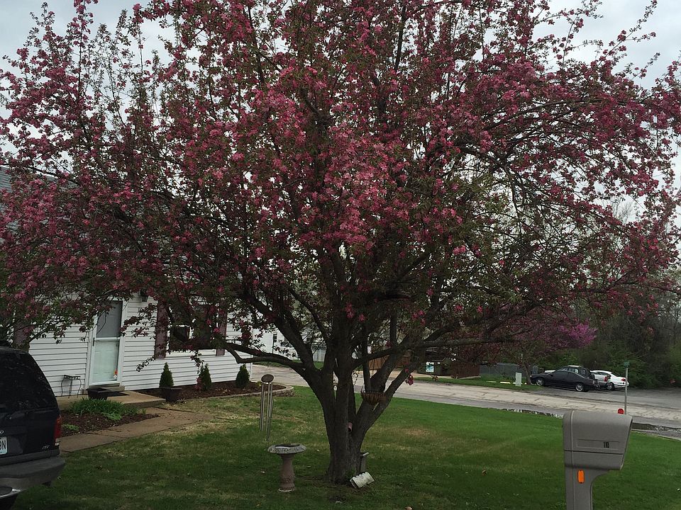 Front yard tree