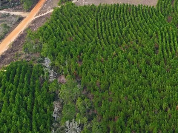 Young Rd Lot 40, Livingston, TX 77351