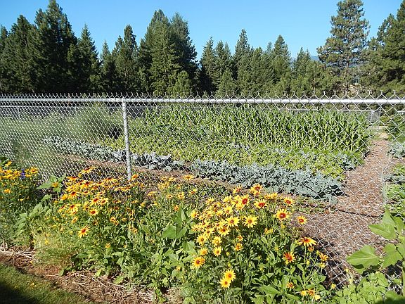 looking west at garden