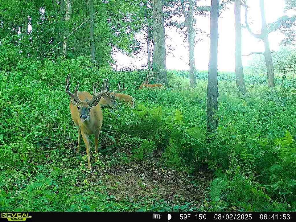 1st image of Summerville Rd