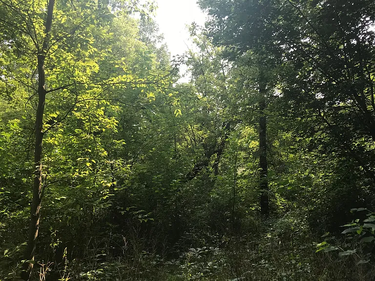 Woods