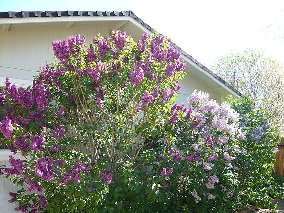 Side Yard - Lilacs