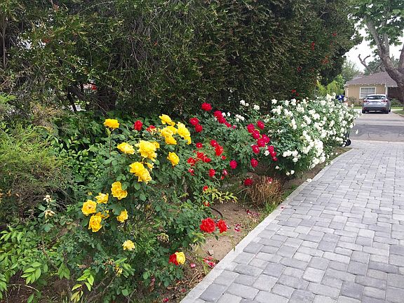 Rose Garden