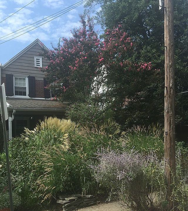 Wild front garden