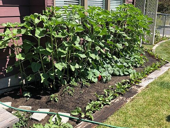 Garden Bed