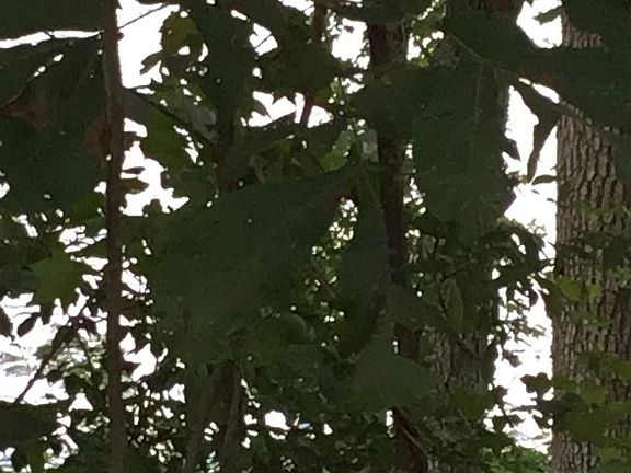 5th image of Culbreath Point