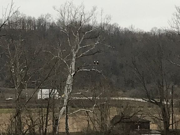 Eagles overlooking the River