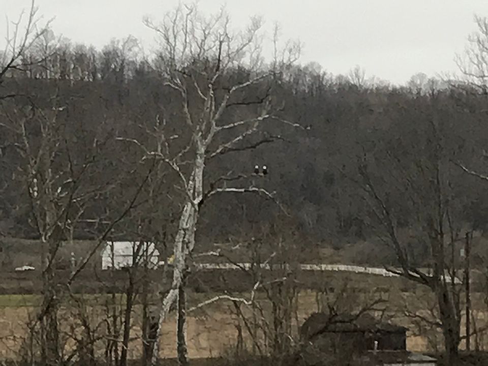 Eagles overlooking the River