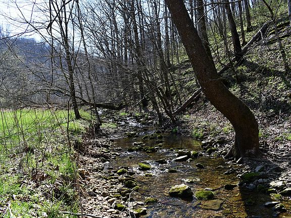 5th image of 1013AC Dry Mill Creek Rd