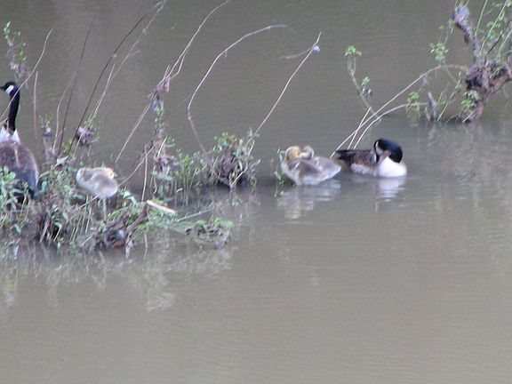 Unlimited Duck River life