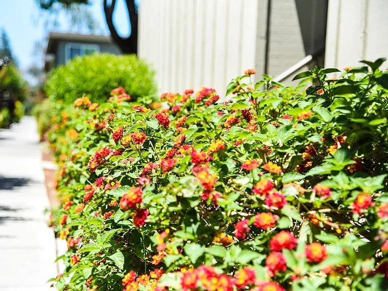 Beautiful flower throughout the property