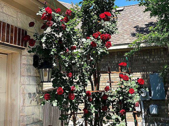 Climbing Rose by Garage