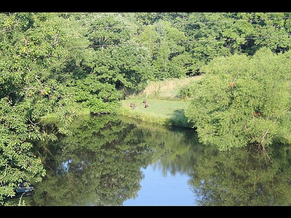 Wild turkeys/babies@pond