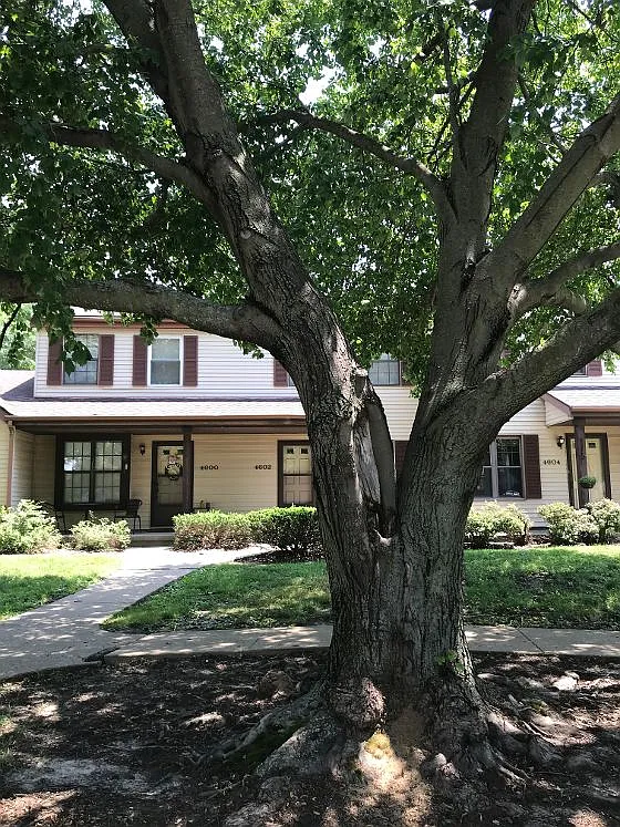 2 bed, 1.5 bath, 900 sqft, $1,100 — Photo 1