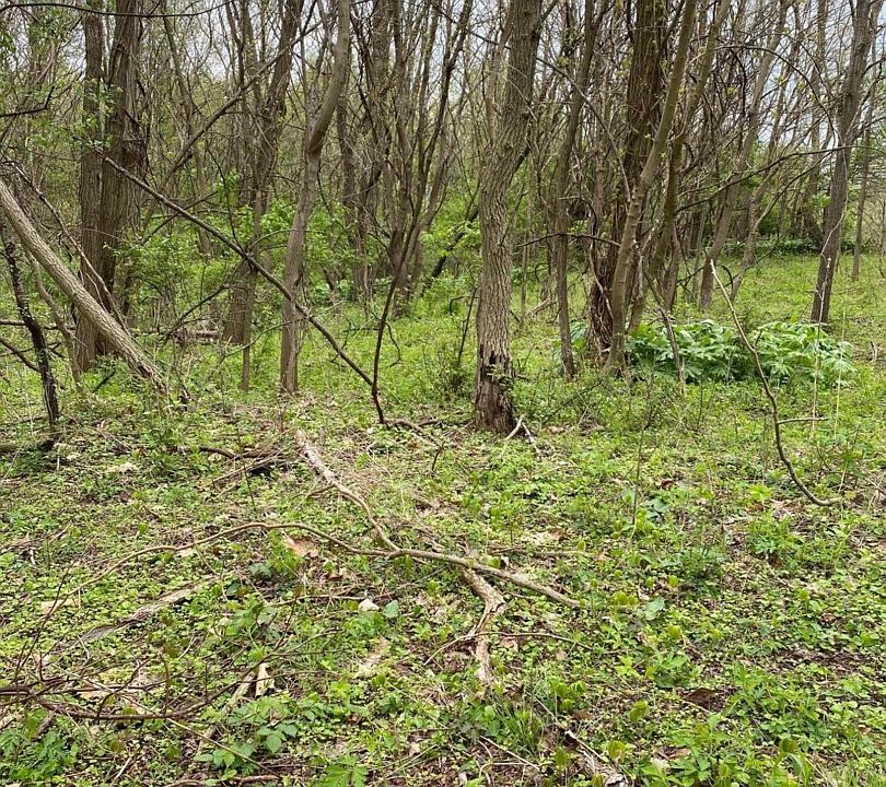 2nd image of Forest Shores Dr