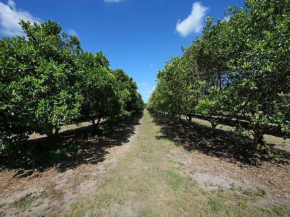 comes with income producing tangerine grove- over 1000 trees