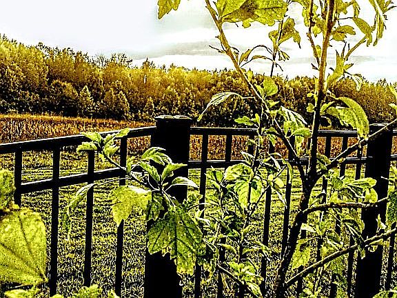 Rear Meadow/Sunset View