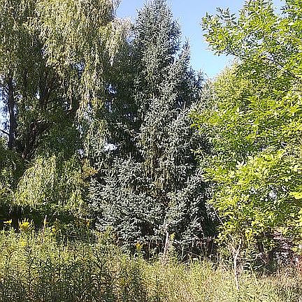 willow evergreen shade spot