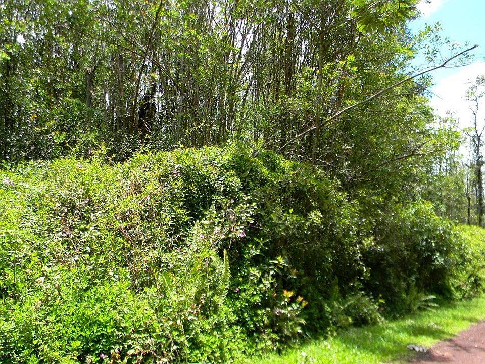 1st image of Hibiscus Dr Lot 78