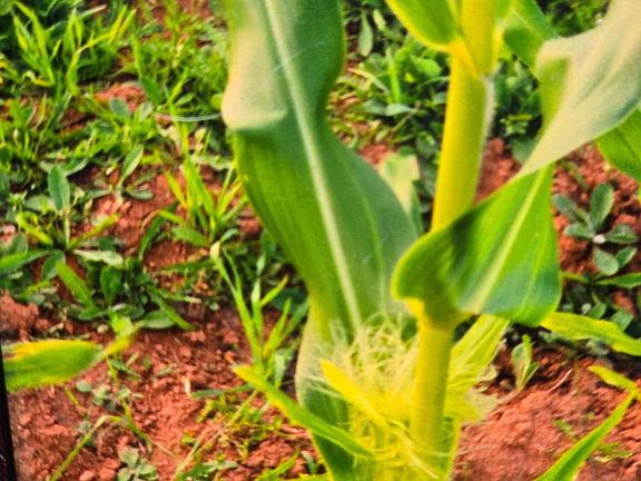 3rd image of 651 Higgins Rd