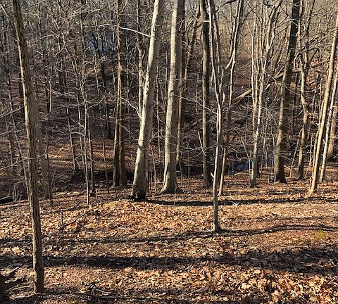 3rd image of 76 Penn Oak Trl