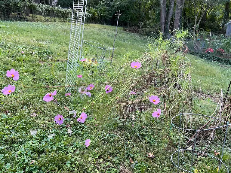 Telfair Rd — Photo 25