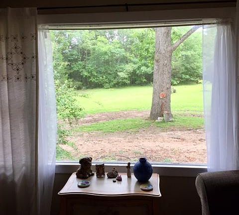 View of backyard