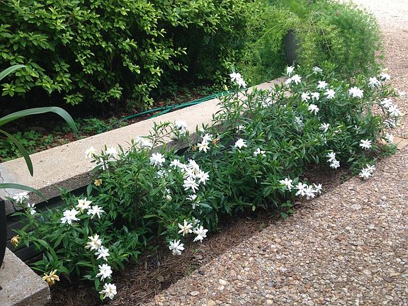 Front Patio with Gardenias