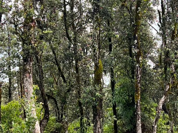 16-1569 Ao Rd Lot 2896, Kurtistown, HI 96760