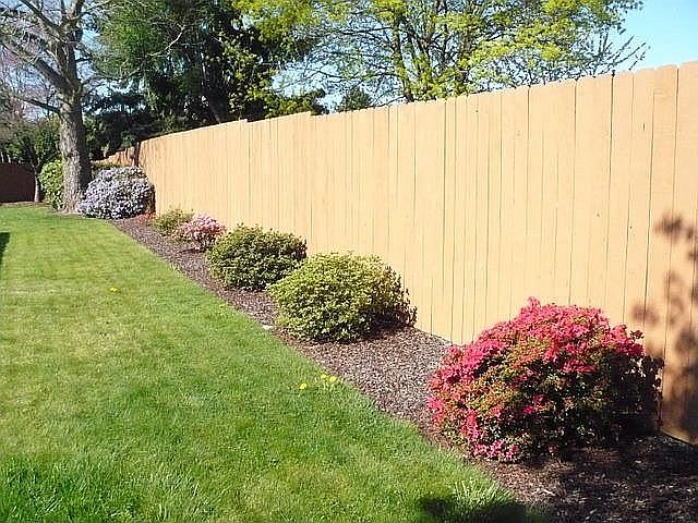 Back yard