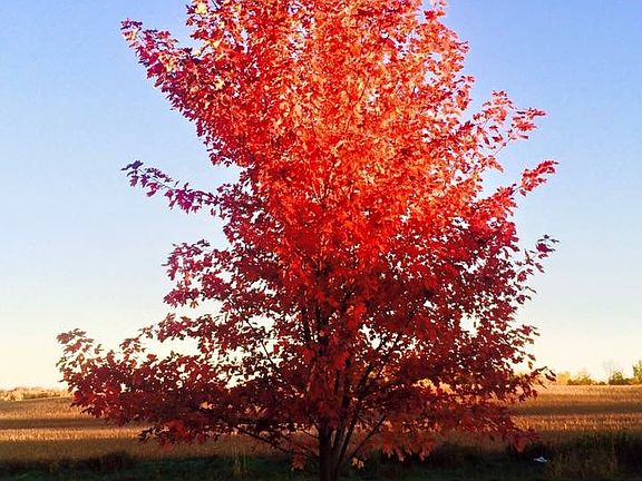 Beautiful fall colors