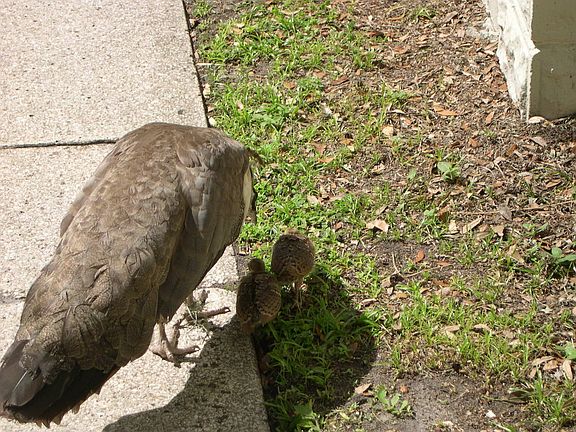 Peahen and 2 peachicks in our driveway