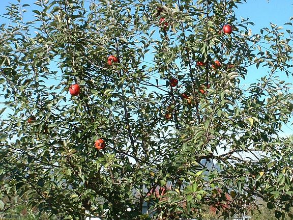Dwarf Fruit Trees