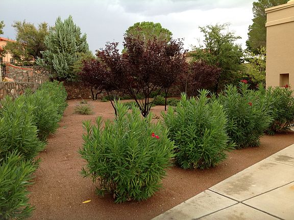 Back yard