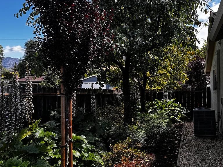 East side of the yard