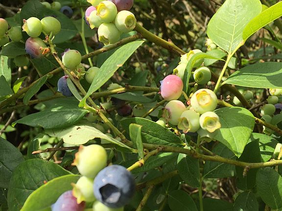 Blueberry bushes 