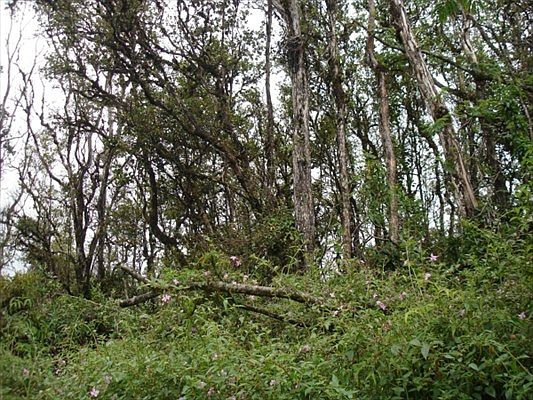 2nd image of Pomaikai St Lot 27