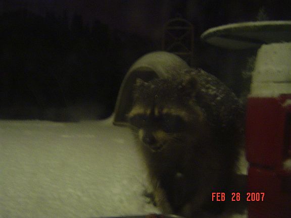 Raccoon on Back deck Every Night
