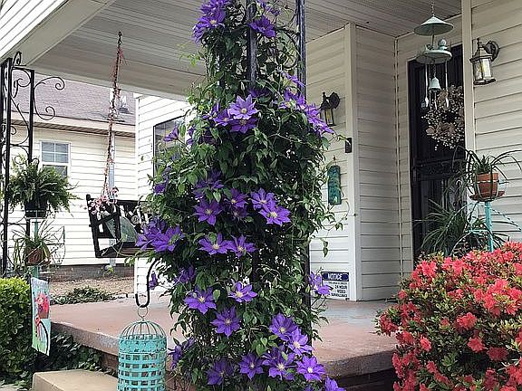 Purple Clematis front porch