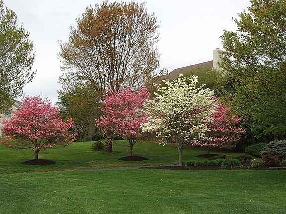 front dogwoods 2008
