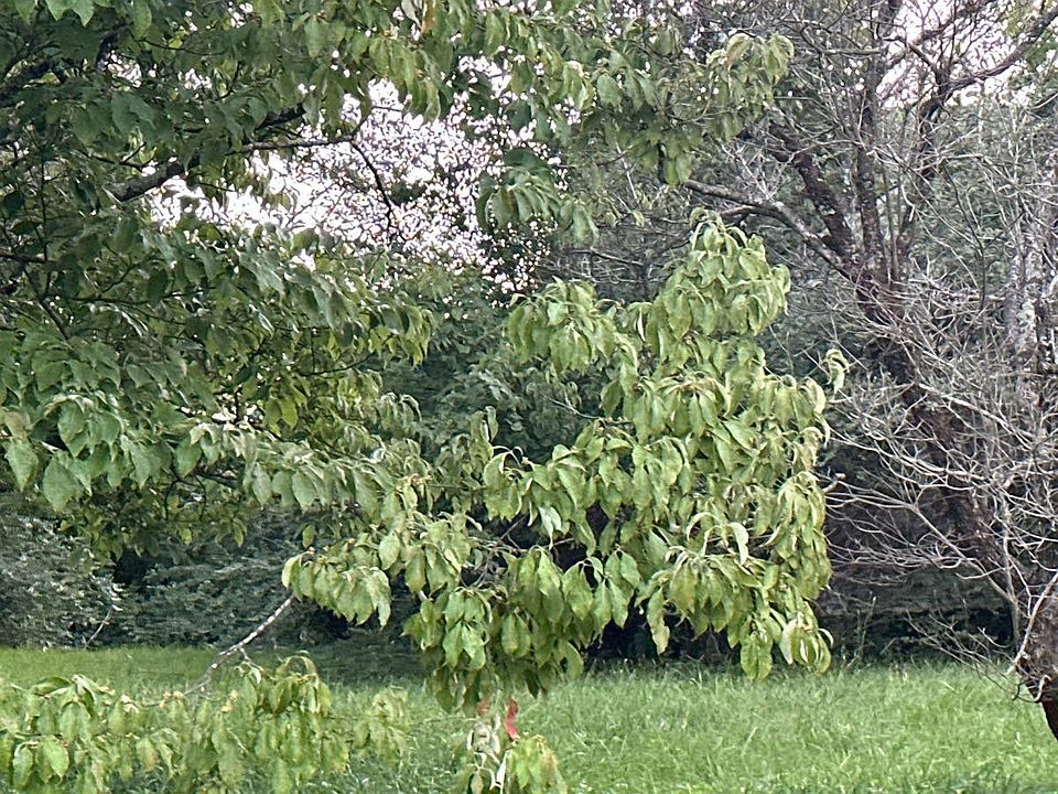 2nd image of 2909 Cross Valley Rd