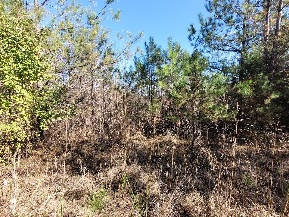 Natural pines on the eastern portion of the property.