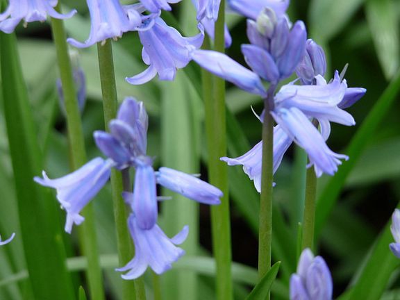 Hundreds of Blue Belles in the Spring