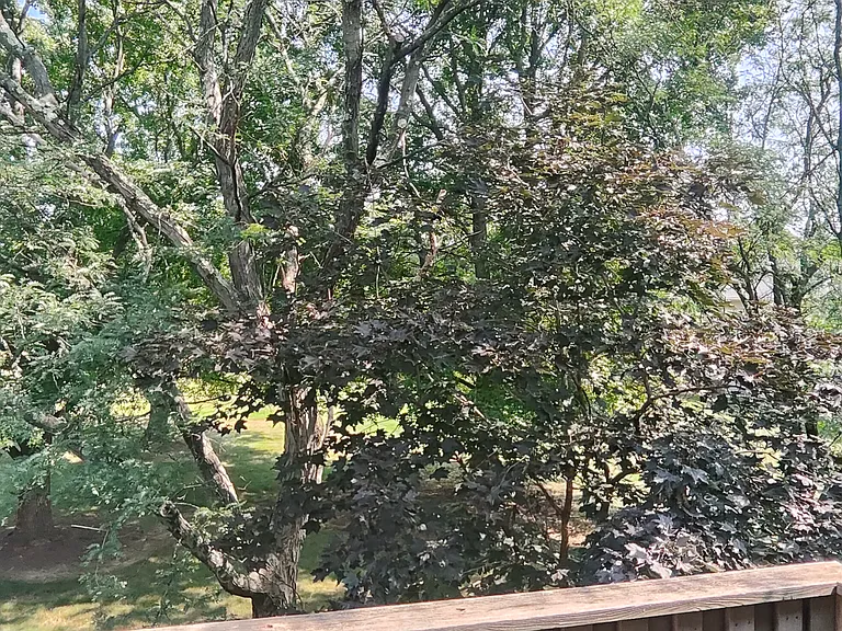 One more view from the Balcony