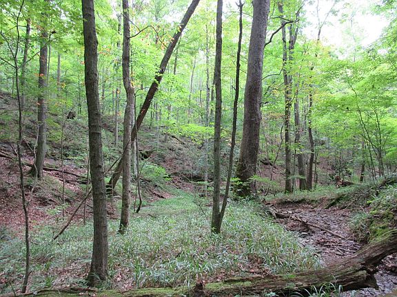 Open wooded area and creek bed